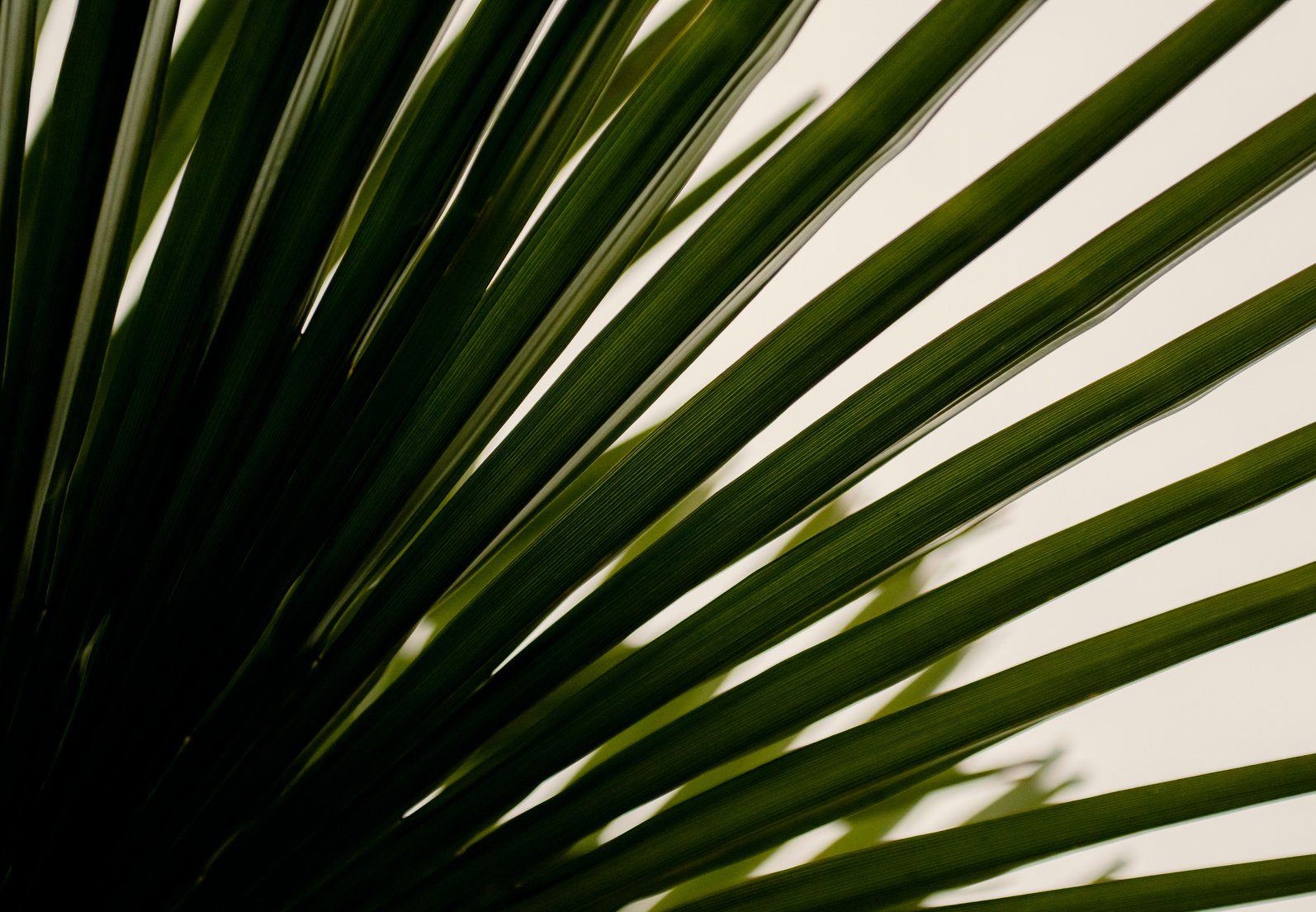 Close-up of the Green Leaves of a Plant